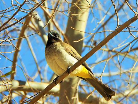 Bulbul, Foto: source: Wikicommons unter CC 