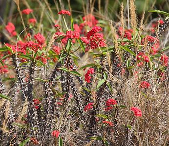 Madagascar/ mixed glimpses