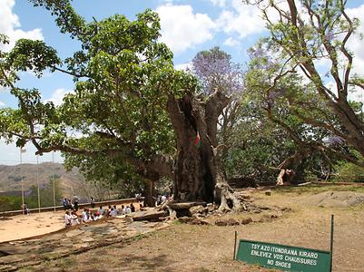 Madagascar/ mixed glimpses