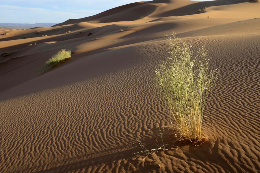 Erg Chebbi - Vegetation