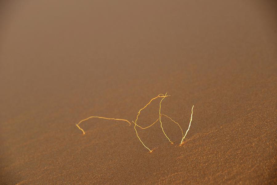 Erg Chebbi - Vegetation