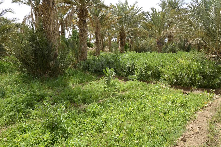 Merzouga Oasis