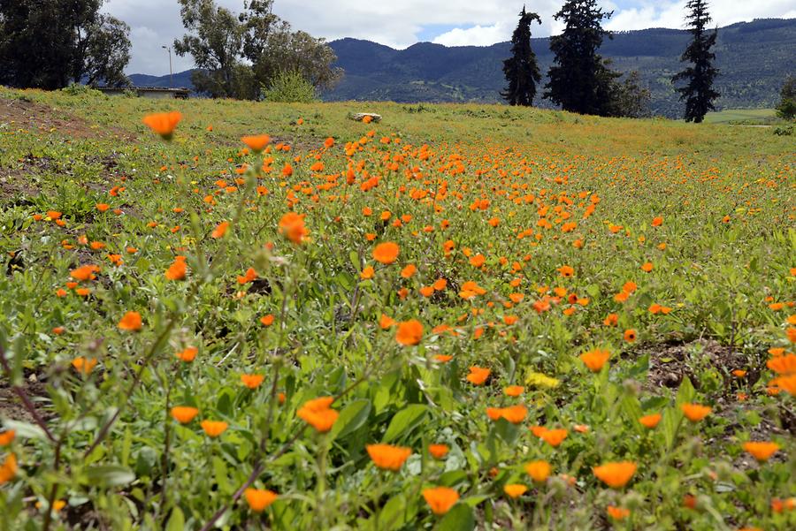 Flower Field near Volubilis