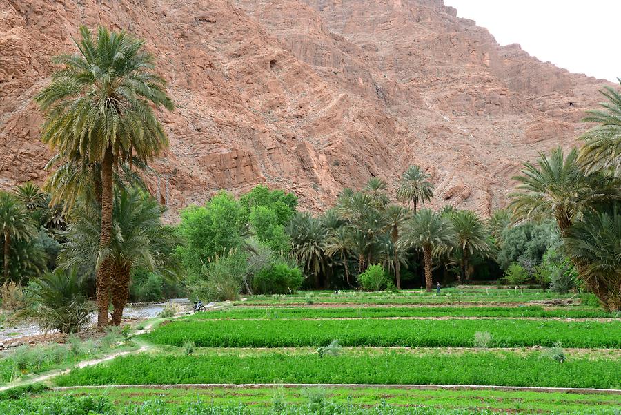 Todgha Gorge