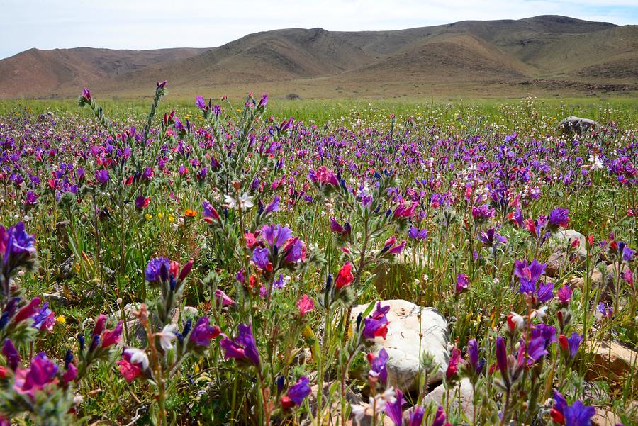 Anti-Atlas - Flower Meadow