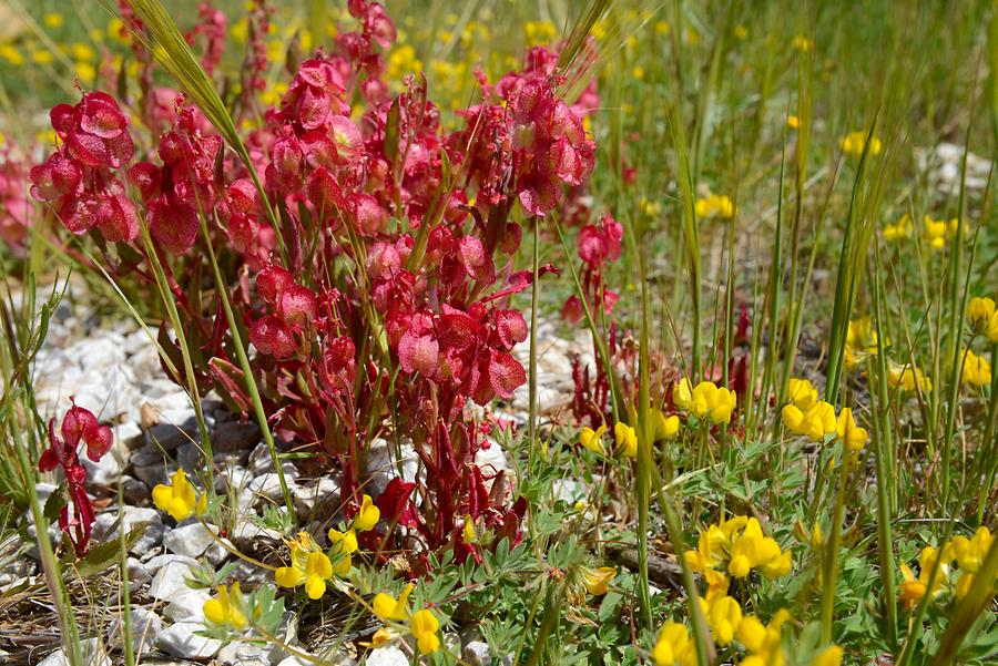 Anti-Atlas - Flower Meadow