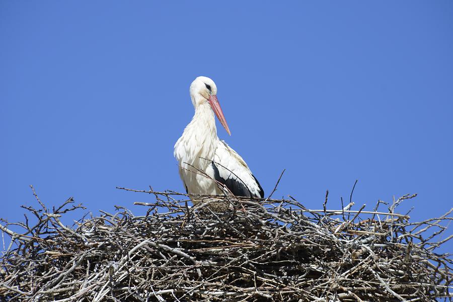 Stork