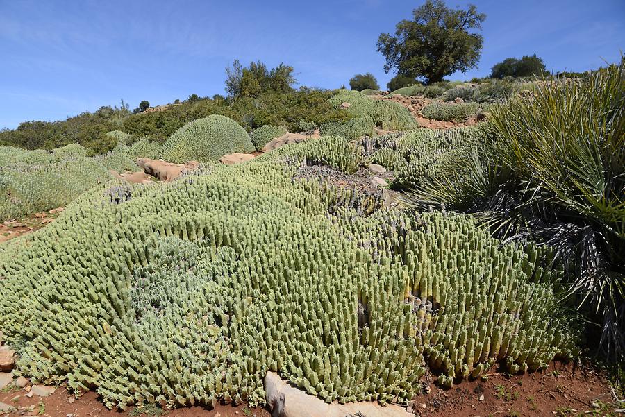 Cactuses