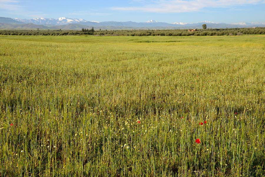 Landscape near Tamallalt