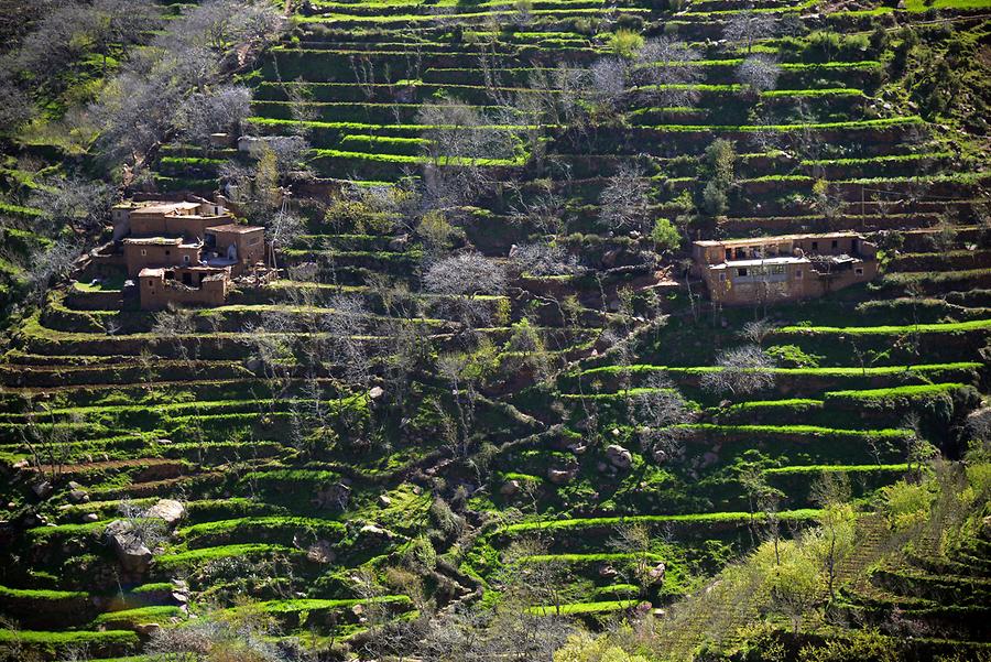 Ourika Valley - Apple Trees