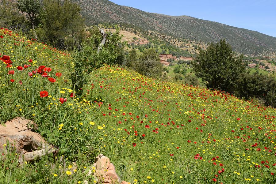 Poppies