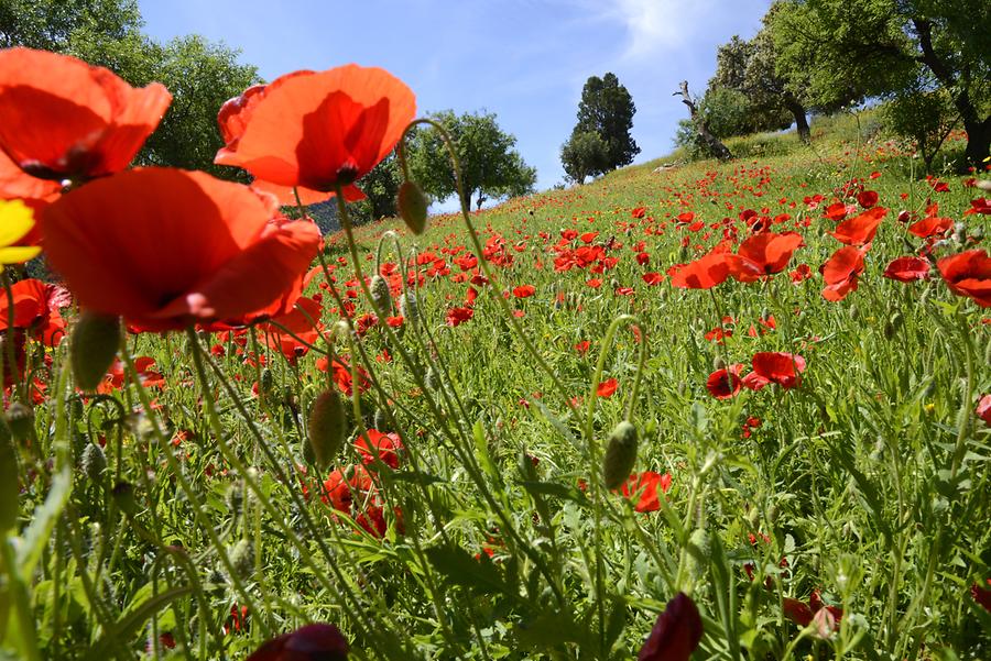 Poppies