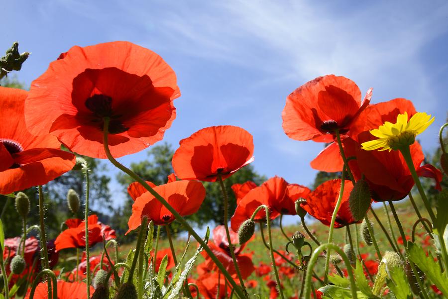 Poppies