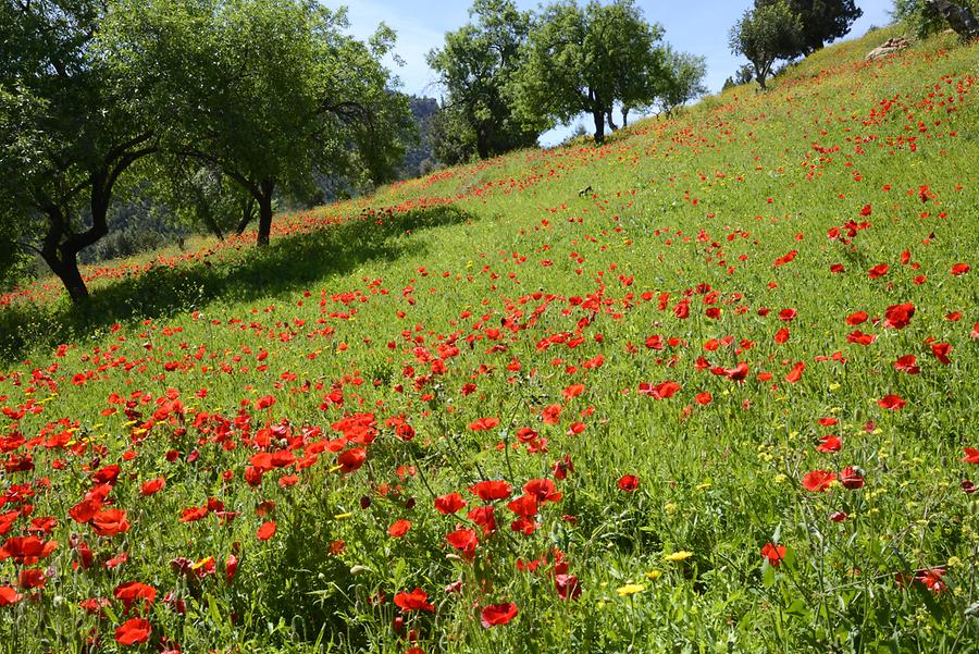 Poppies