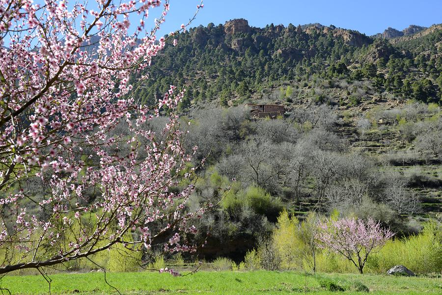 Cherry Blossom Season