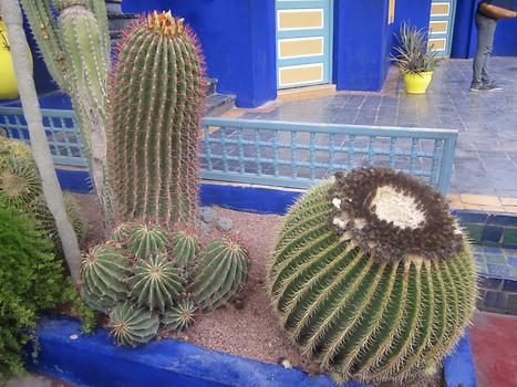 Lot of different cactus, Photo: © K. Wasmeyer 2016