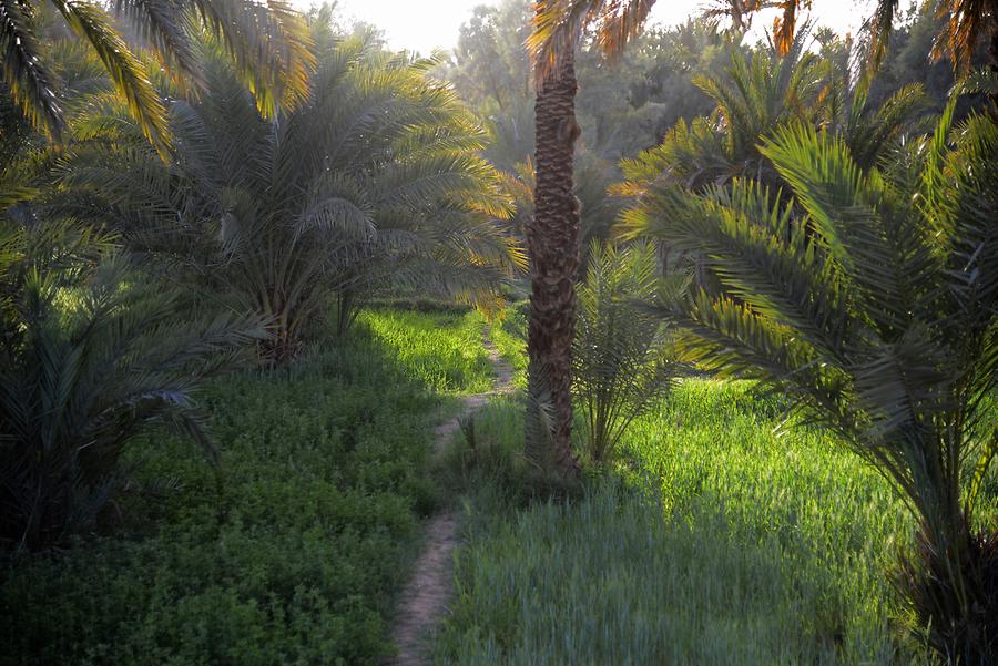 Draa - Date Palm