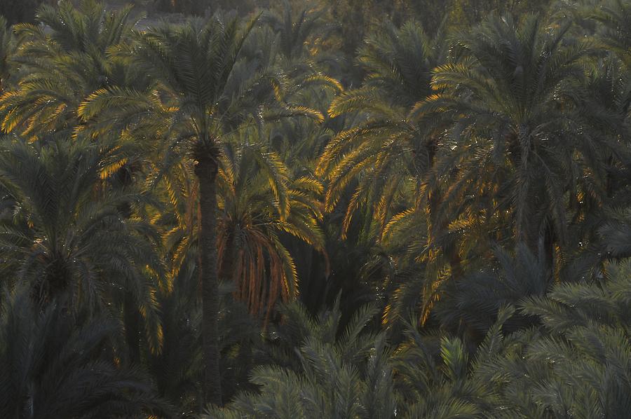 Draa - Date Palm