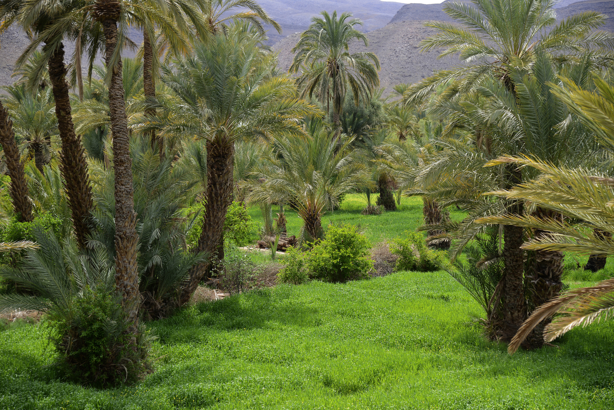 The Date Palm Oasis Tamnougalt 1 Zagora Pictures Geography