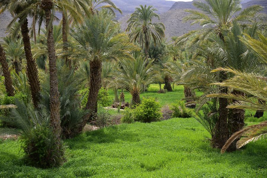 The Date Palm Oasis Tamnougalt