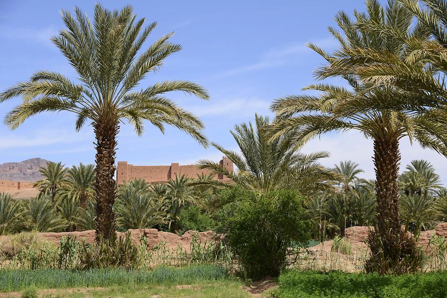 Draa - Date Palm