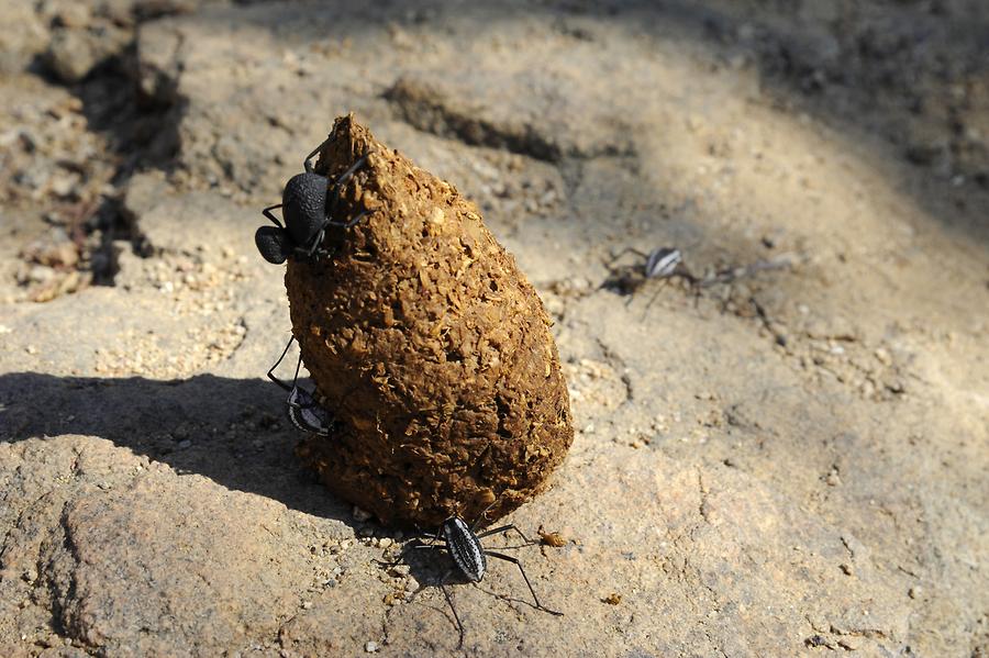 Dung Beetle