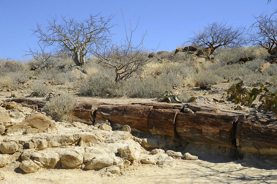 Petrified Forest