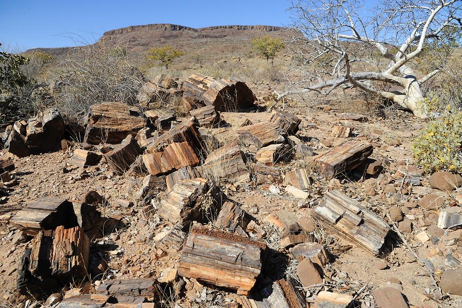 Petrified Forest