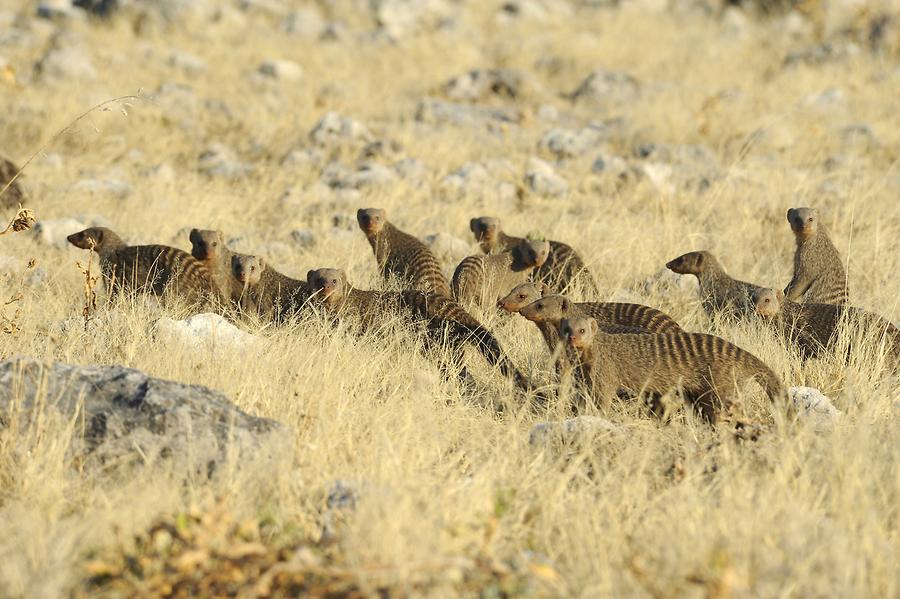 Banded Mongoose