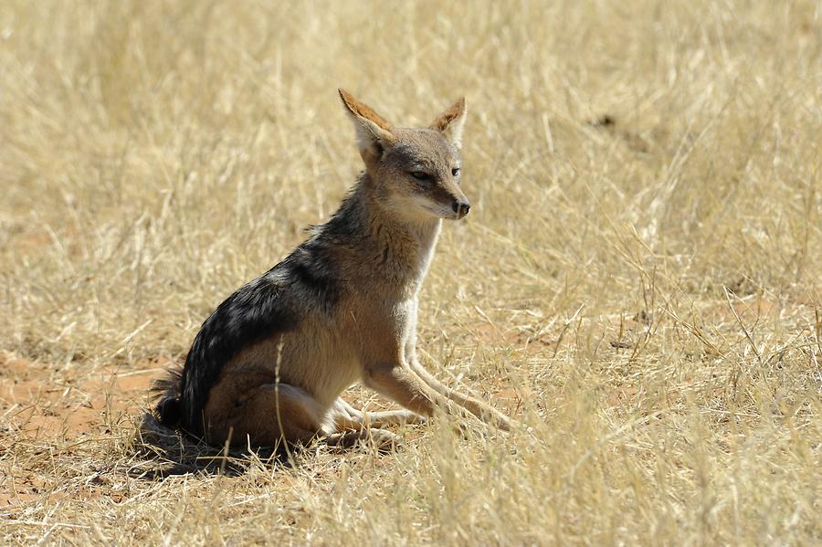 Black-backed Jackal