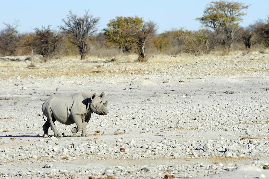 Black Rhinoceros