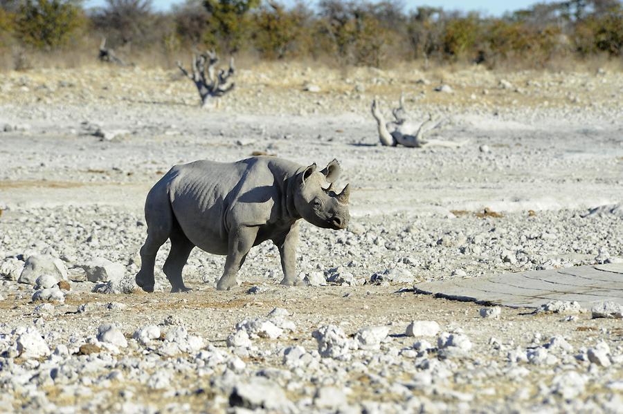 Black Rhinoceros