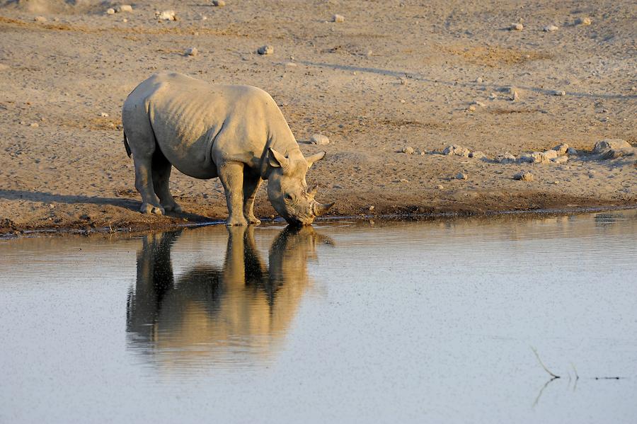 Black Rhinoceros