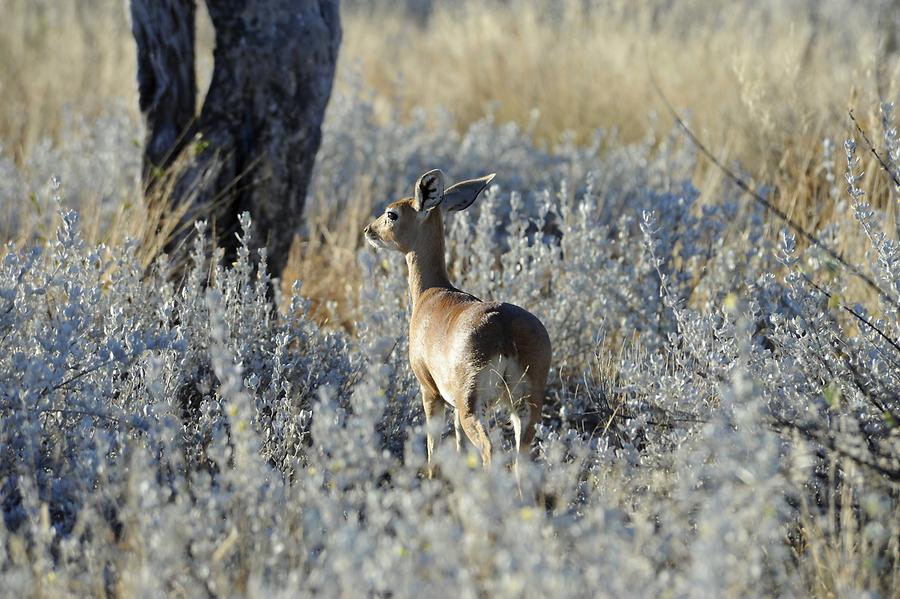 Dik-dik