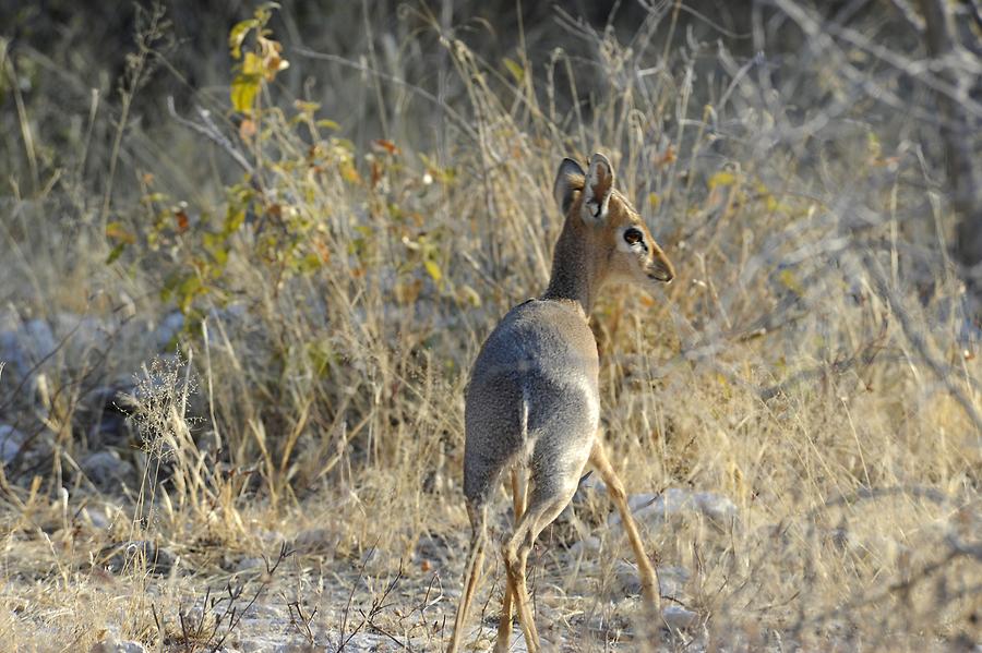 Dik-dik