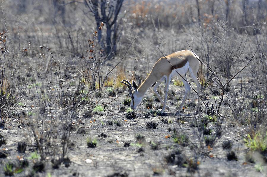 Dik-dik