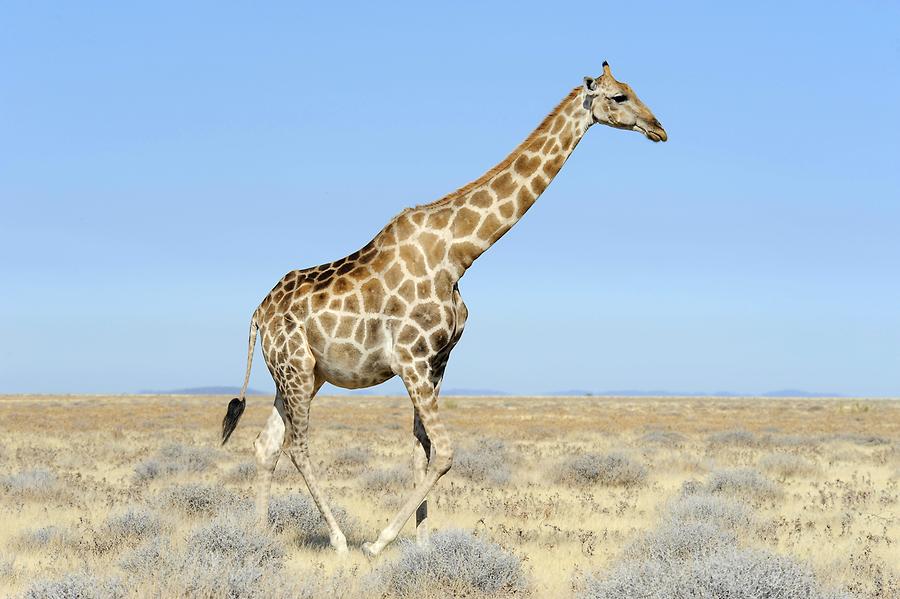 Giraffe