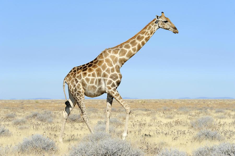 Giraffe