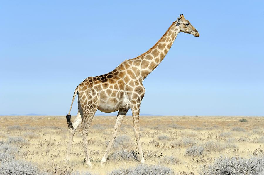 Giraffe