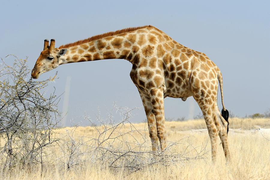 Giraffe