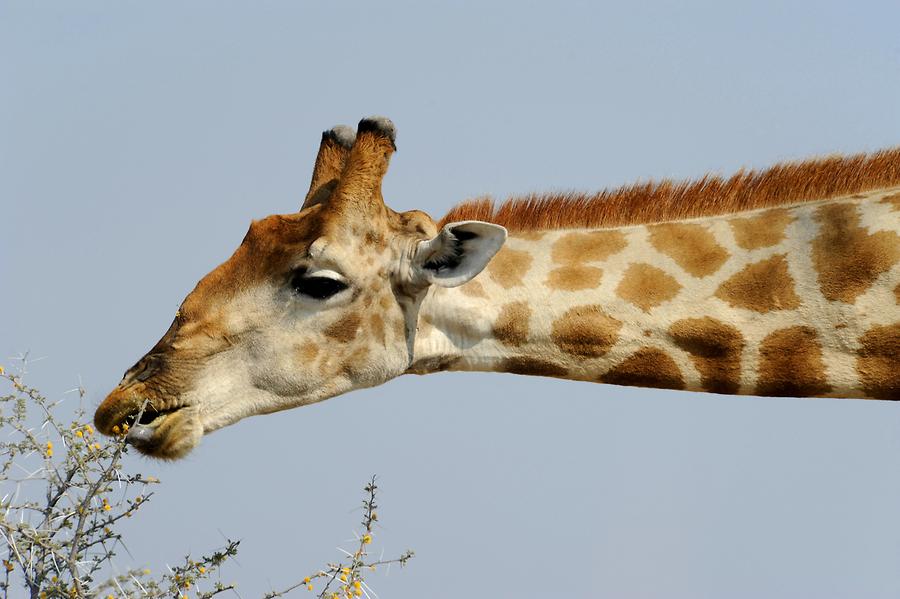 Giraffe