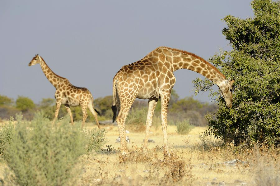 Giraffes