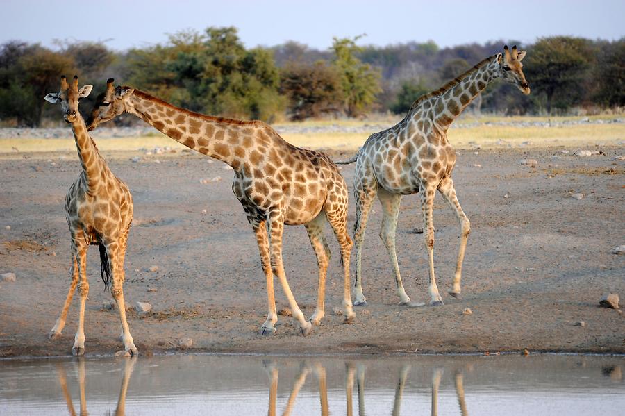 Giraffes