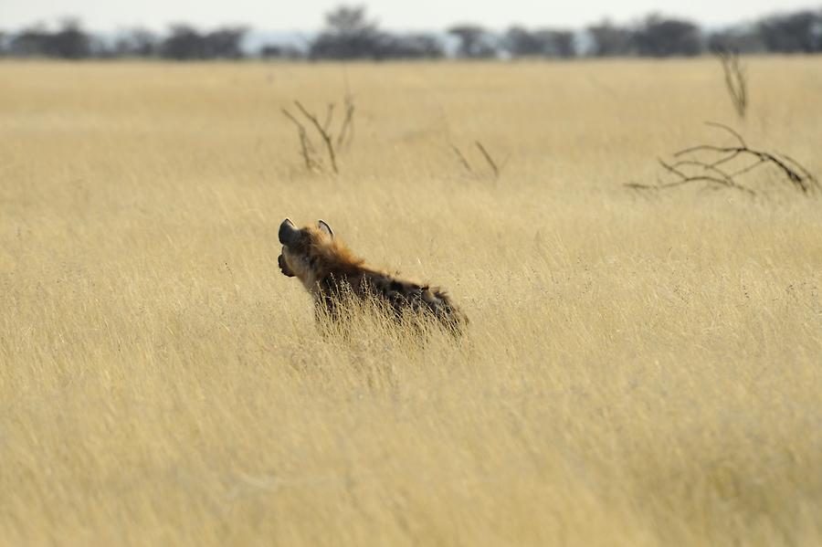 Hyena