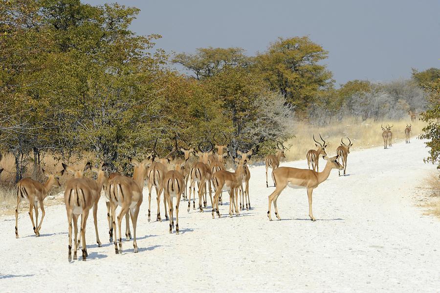 Impala