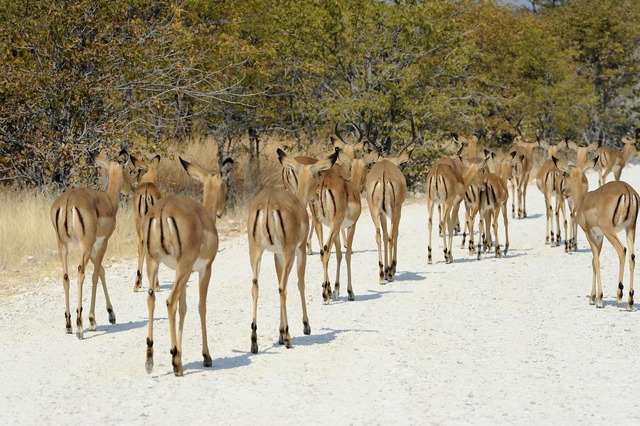 Impala