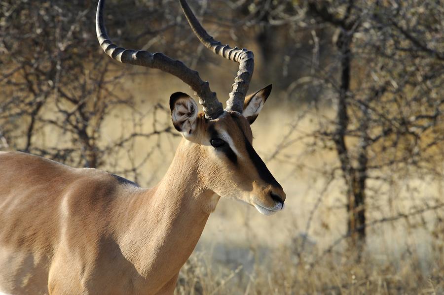 Impala