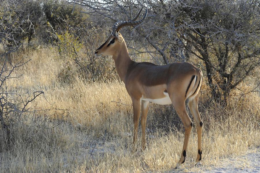 Impala