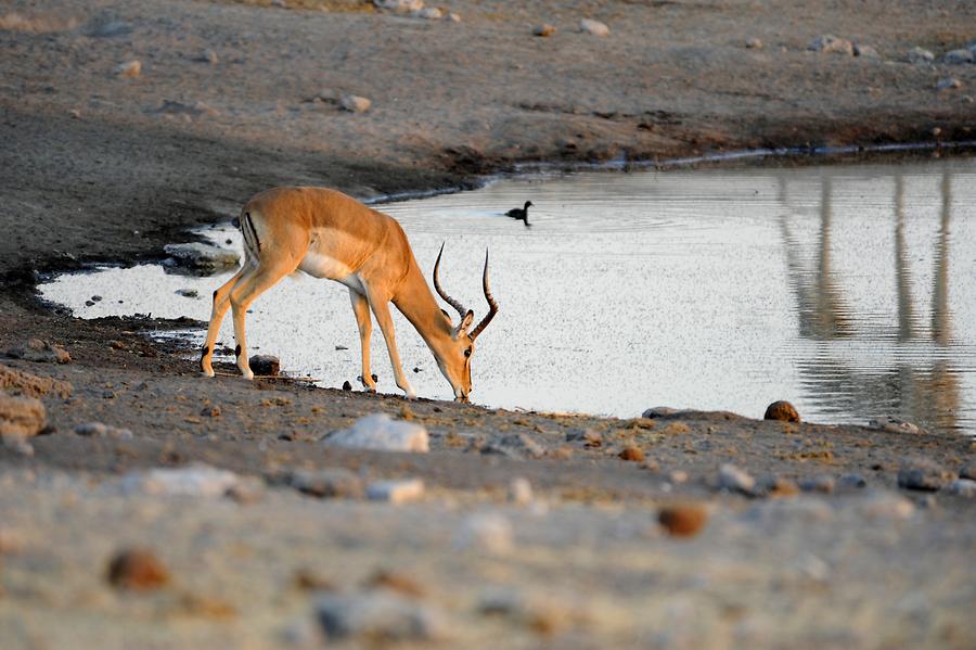 Impala