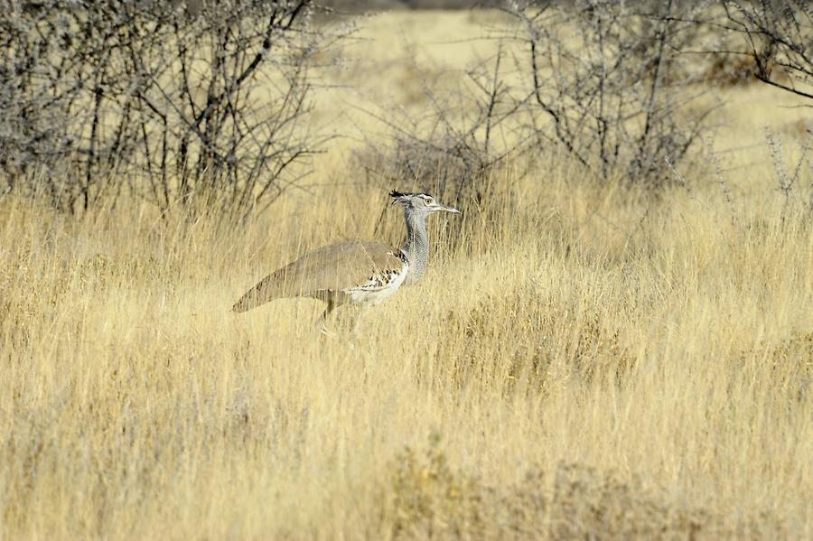 Kori Bustard